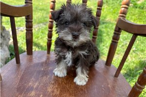 Ivory - Miniature Schnauzer for sale