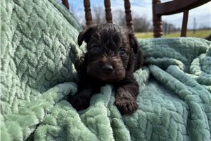 Lakyn - puppy for sale
