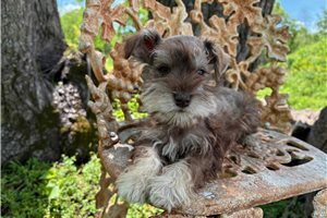 Ivory - Miniature Schnauzer for sale