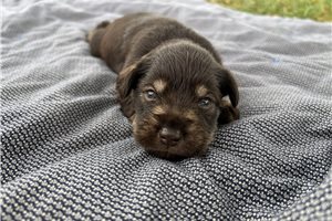 Hope - Miniature Schnauzer for sale