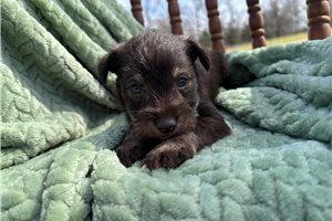 Lacey - Schnauzer, Miniature for sale