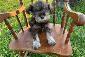 Iris - Schnauzer, Miniature for sale