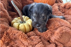 Hidalgo - Miniature Schnauzer for sale