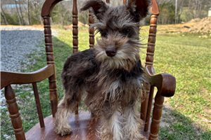 Herman - Schnauzer, Miniature for sale