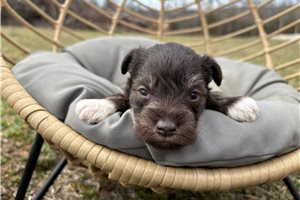 Isaac - Schnauzer, Miniature for sale