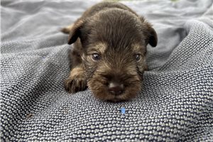 Hidalgo - Miniature Schnauzer for sale