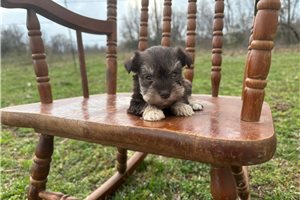 Ivory - Miniature Schnauzer for sale