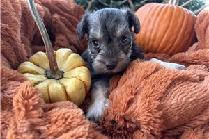 Hershel - Miniature Schnauzer for sale