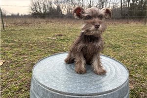 Herman - Schnauzer, Miniature for sale