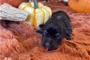 Hope - puppy for sale