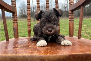 Isaac - Schnauzer, Miniature for sale