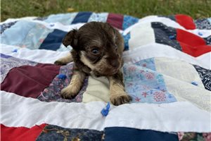 Hershel - Miniature Schnauzer for sale
