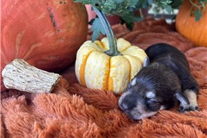 Holly - puppy for sale
