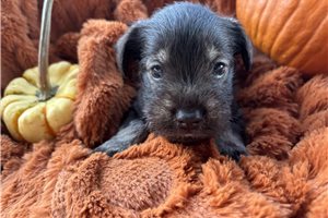 Hope - Miniature Schnauzer for sale