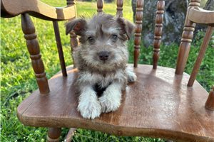Isaiah - Schnauzer, Miniature for sale
