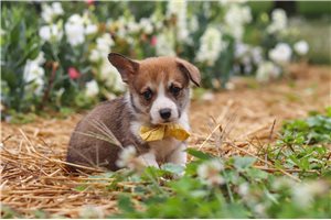 Sawyer - puppy for sale