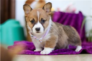 Tam - Corgi, Pembroke Welsh for sale