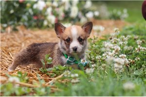 Sammy - puppy for sale