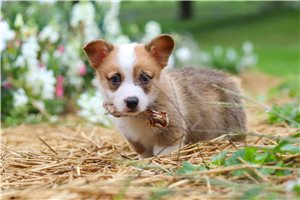 Rhett - puppy for sale