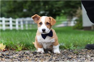 Rhett - Pembroke Welsh Corgi for sale