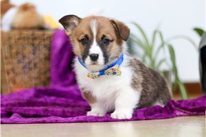 Peter - Corgi, Pembroke Welsh for sale