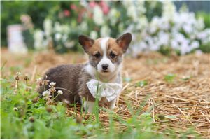 Simon - Corgi, Pembroke Welsh for sale