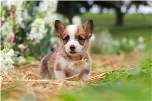 Ruby - Corgi, Pembroke Welsh for sale