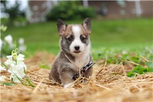 Soroya - puppy for sale