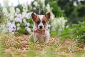 Riley - Corgi, Pembroke Welsh for sale