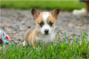 Romeo - Corgi, Pembroke Welsh for sale