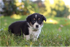 Tori - puppy for sale
