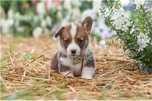 Sullivan - puppy for sale