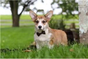 Sawyer - Pembroke Welsh Corgi for sale