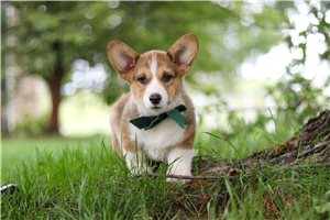 Sullivan - Pembroke Welsh Corgi for sale