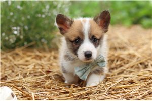 Roger - puppy for sale