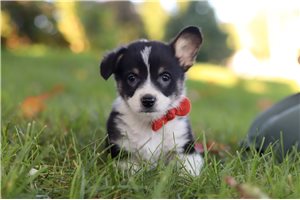 Toby - puppy for sale