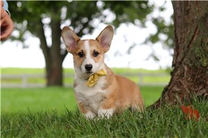 Simon - Pembroke Welsh Corgi for sale