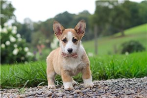 Soroya - puppy for sale