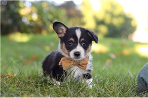 Thomas - Pembroke Welsh Corgi for sale