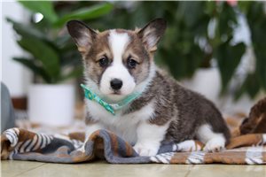 Jenner - Corgi, Pembroke Welsh for sale