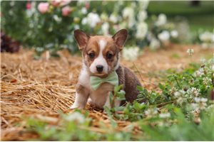 Stanley - puppy for sale