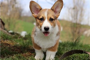 Captain - Corgi, Pembroke Welsh for sale