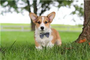 Stanley - Pembroke Welsh Corgi for sale