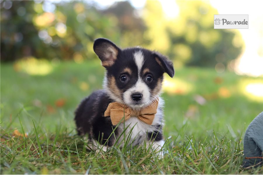 Thomas - Pembroke Welsh Corgi for sale