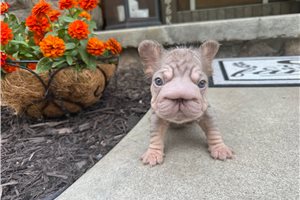 Cookie - French Bulldog for sale