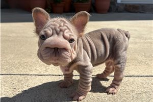 Cookie - French Bulldog for sale