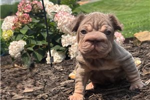 Coffee - French Bulldog for sale