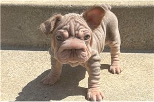 Coffee - French Bulldog for sale