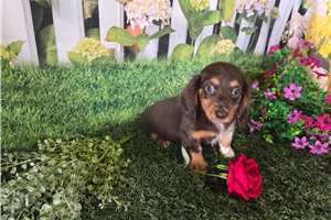 Conrad - Dachshund, Mini for sale