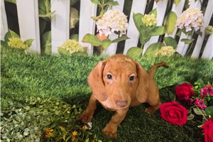 Beau - puppy for sale